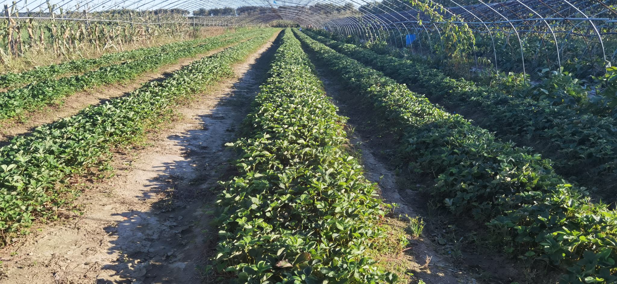 红颜草莓叶子特写