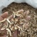 枳壳好统货产地江西永盛药业品种齐全质量好价格低