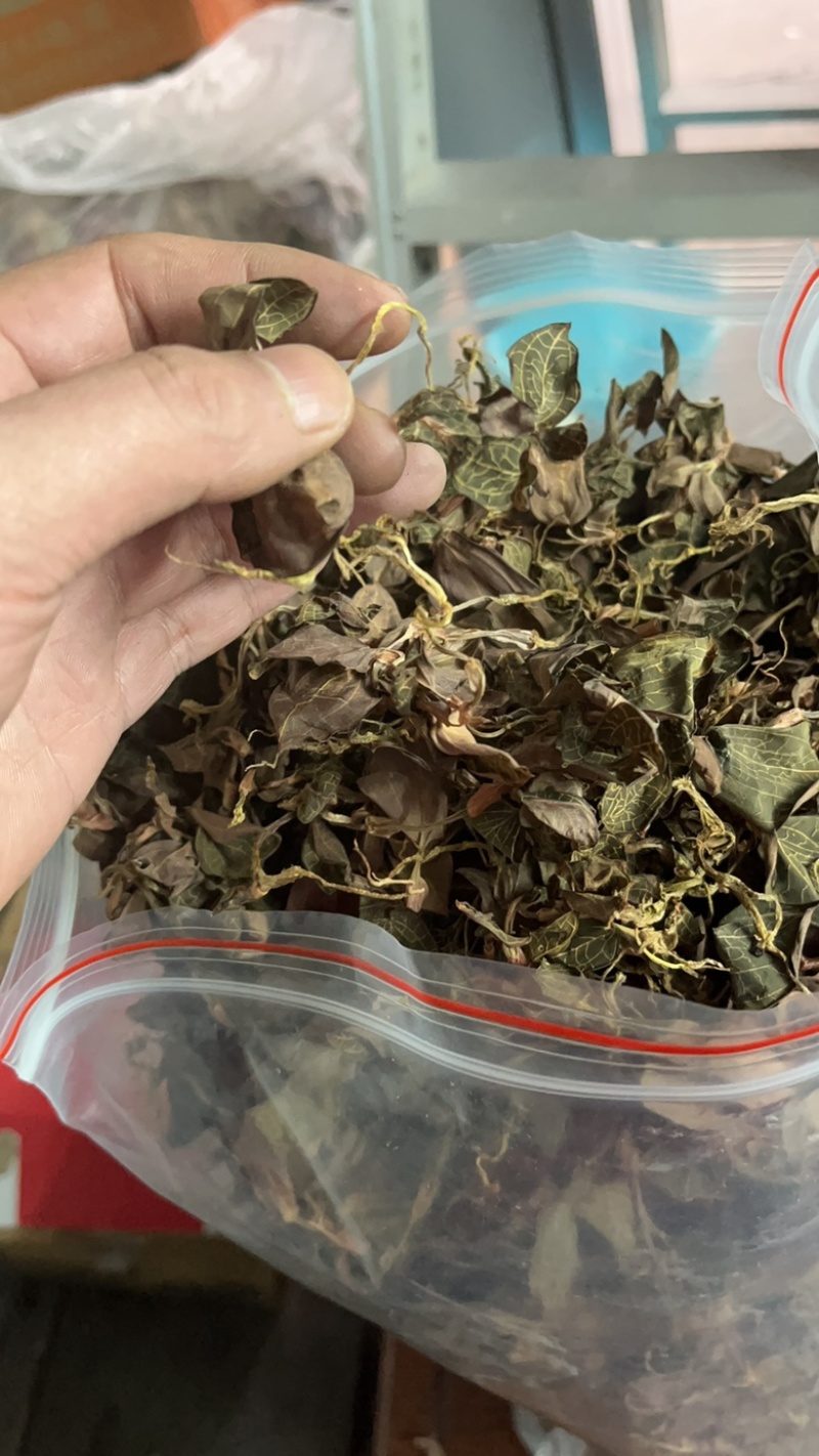 常年森林放生，仿野生金线莲