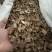 木香好统货产地云南永盛药业品种齐全质量好价格低