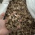 木香好统货产地云南永盛药业品种齐全质量好价格低