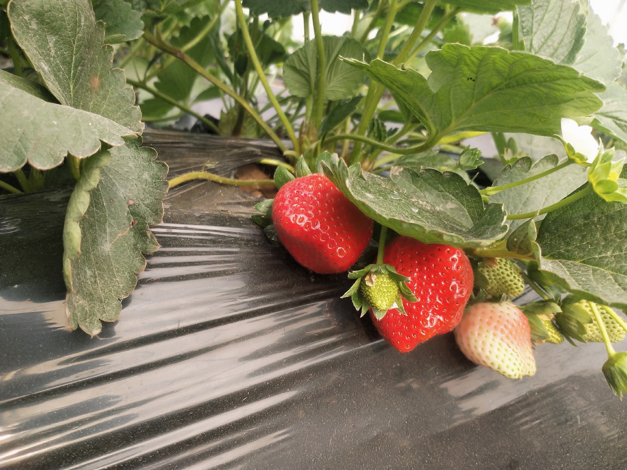 草莓种植密度示意图