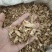 知母好统货产地安徽永盛药业品种齐全质量好价格低
