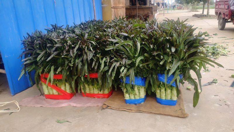 湖北宜昌当阳优质红尖叶香莴笋大量上市，无空心质量好。