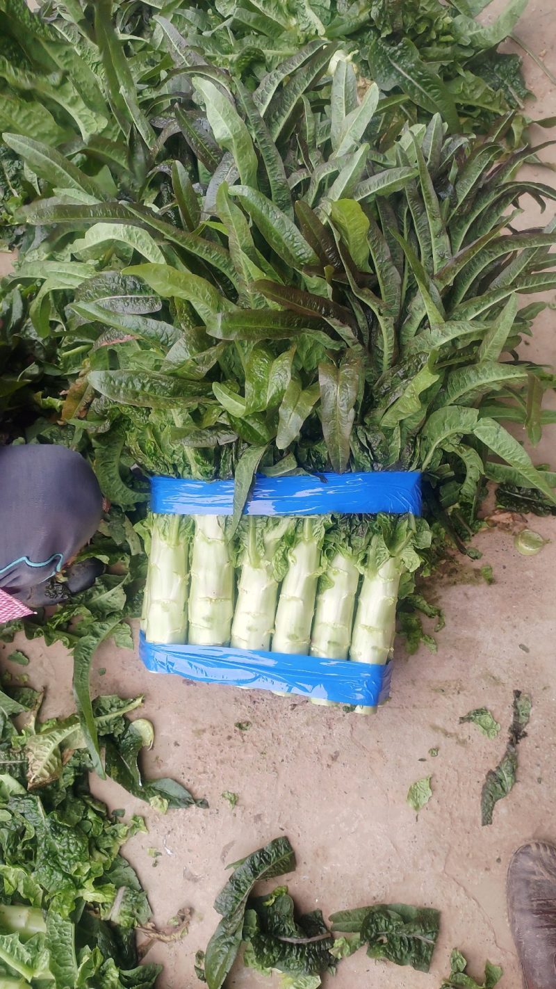 湖北宜昌当阳优质红尖叶香莴笋大量上市，无空心质量好。
