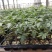 包邮，【口感大果番茄苗】彩色砂糖蜜柿，新品种，可试种。