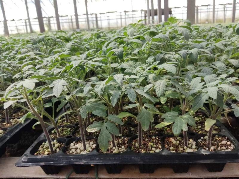 包邮，【口感大果番茄苗】彩色砂糖蜜柿，新品种，可试种。