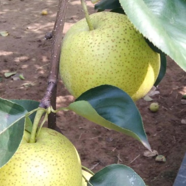 皇冠梨