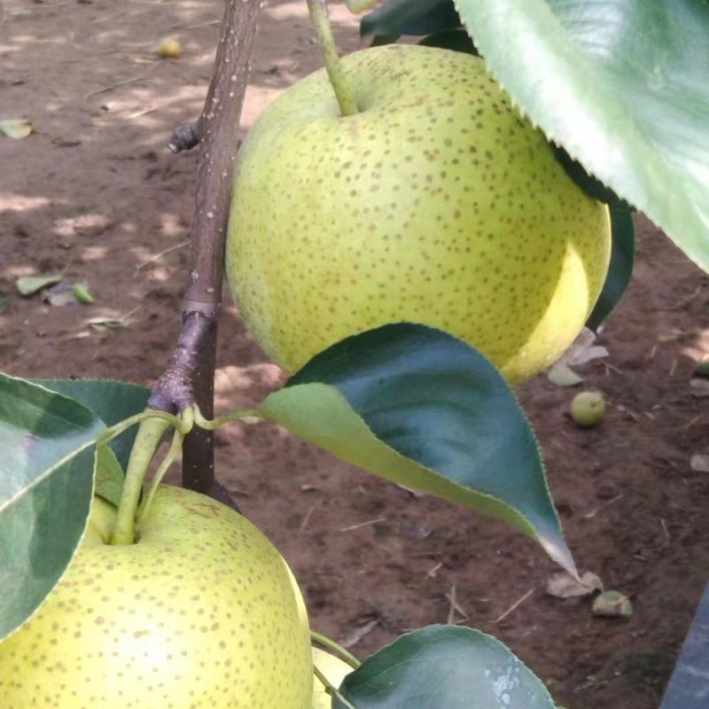皇冠梨