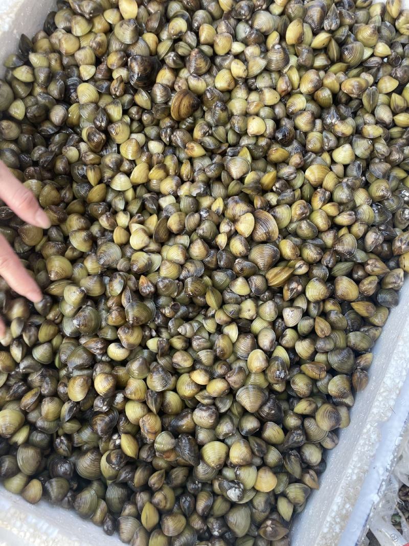 湖北仙桃河蚬蚬子黄沙蚬大量供应质量保证欢迎采购