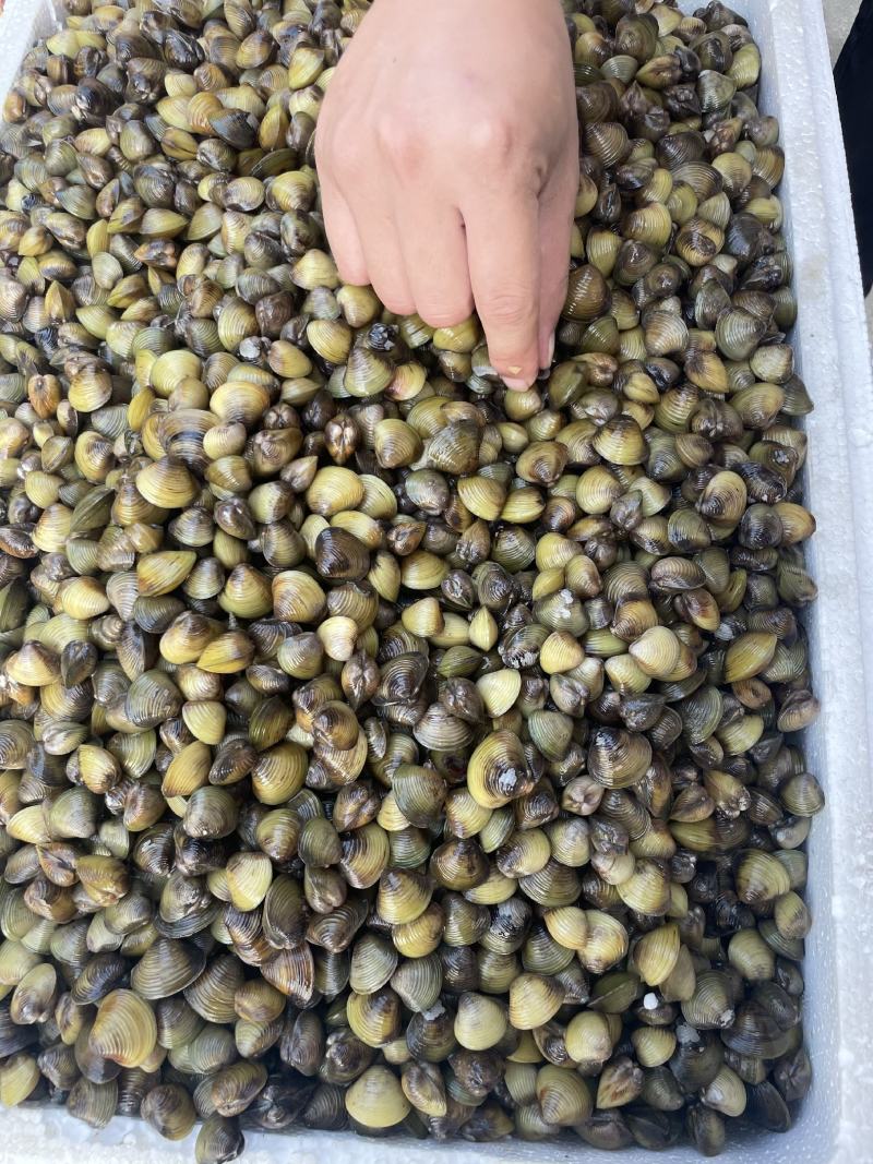 【优选】湖北仙桃市河蚬黄沙蚬大量供应欢迎采购