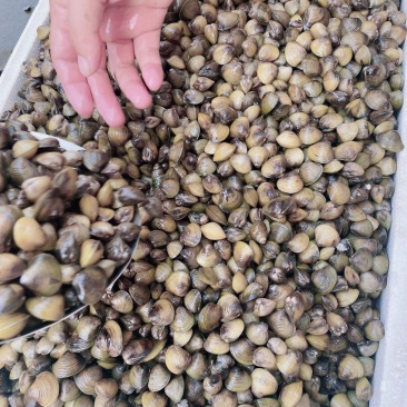 【荐】湖北河蚬黄沙蚬蚬子质量保证欢迎采购大量供应