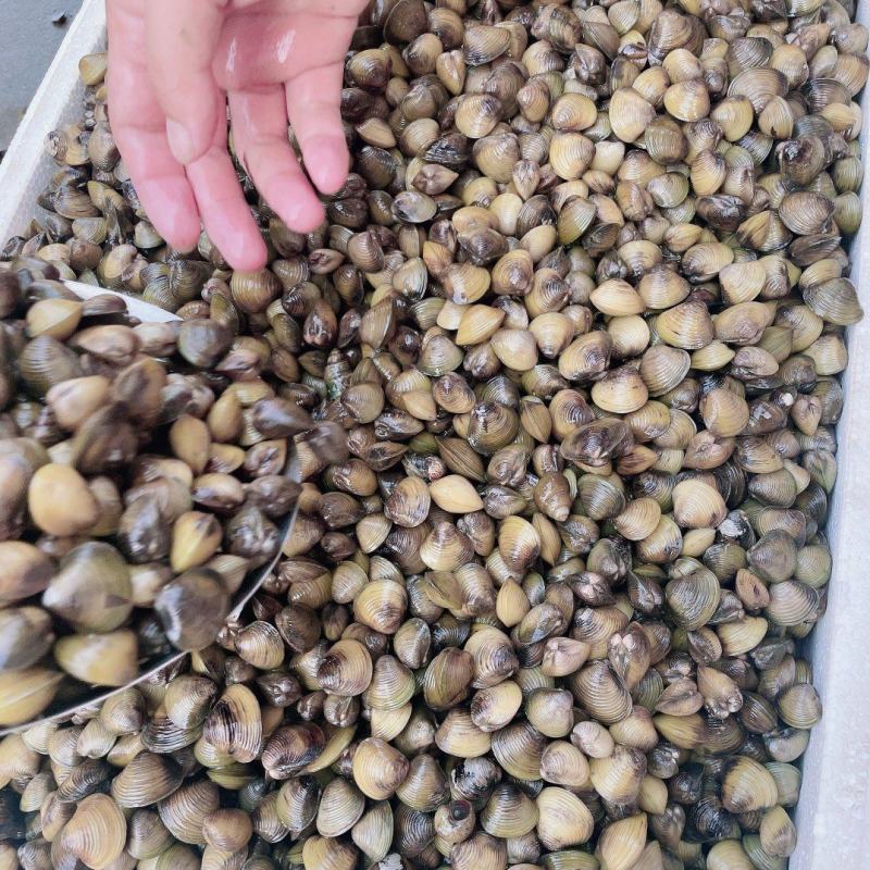【荐】湖北河蚬黄沙蚬蚬子质量保证欢迎采购大量供应