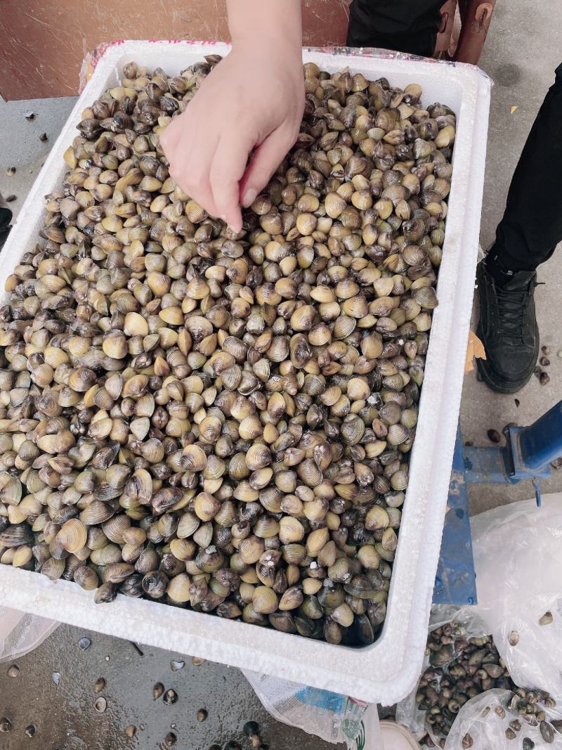 【荐】湖北河蚬黄沙蚬蚬子质量保证欢迎采购大量供应
