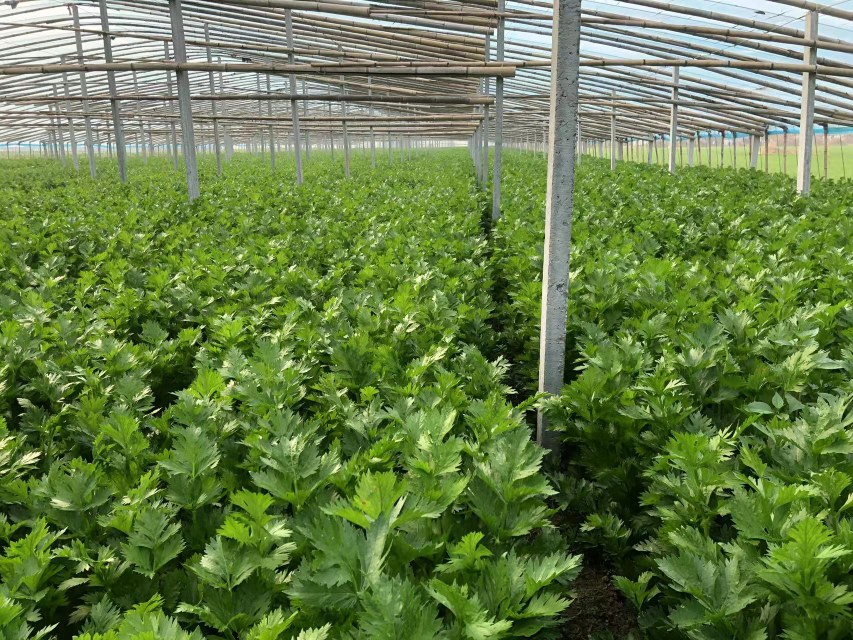 图片说明:现代化温室中正在运行的芹菜滴灌施肥系统,红色管道为滴灌带,均匀铺设在两行芹菜之间,工作人员手持EC检测仪测量营养液浓度,背景可见整齐排列的西芹植株 芹菜滴灌施肥现场图