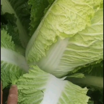 大白菜大量有货有需要的联系我