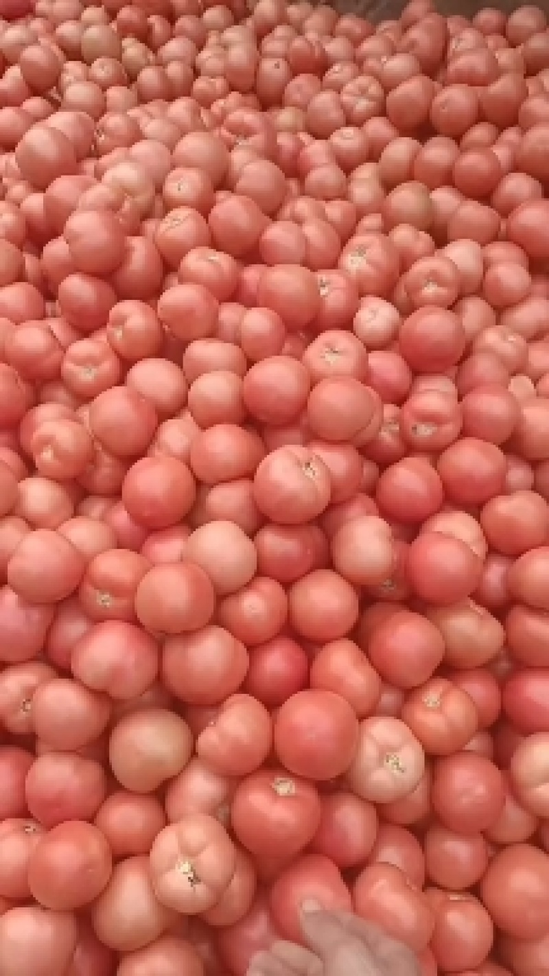寿光硬粉西红柿大量上市