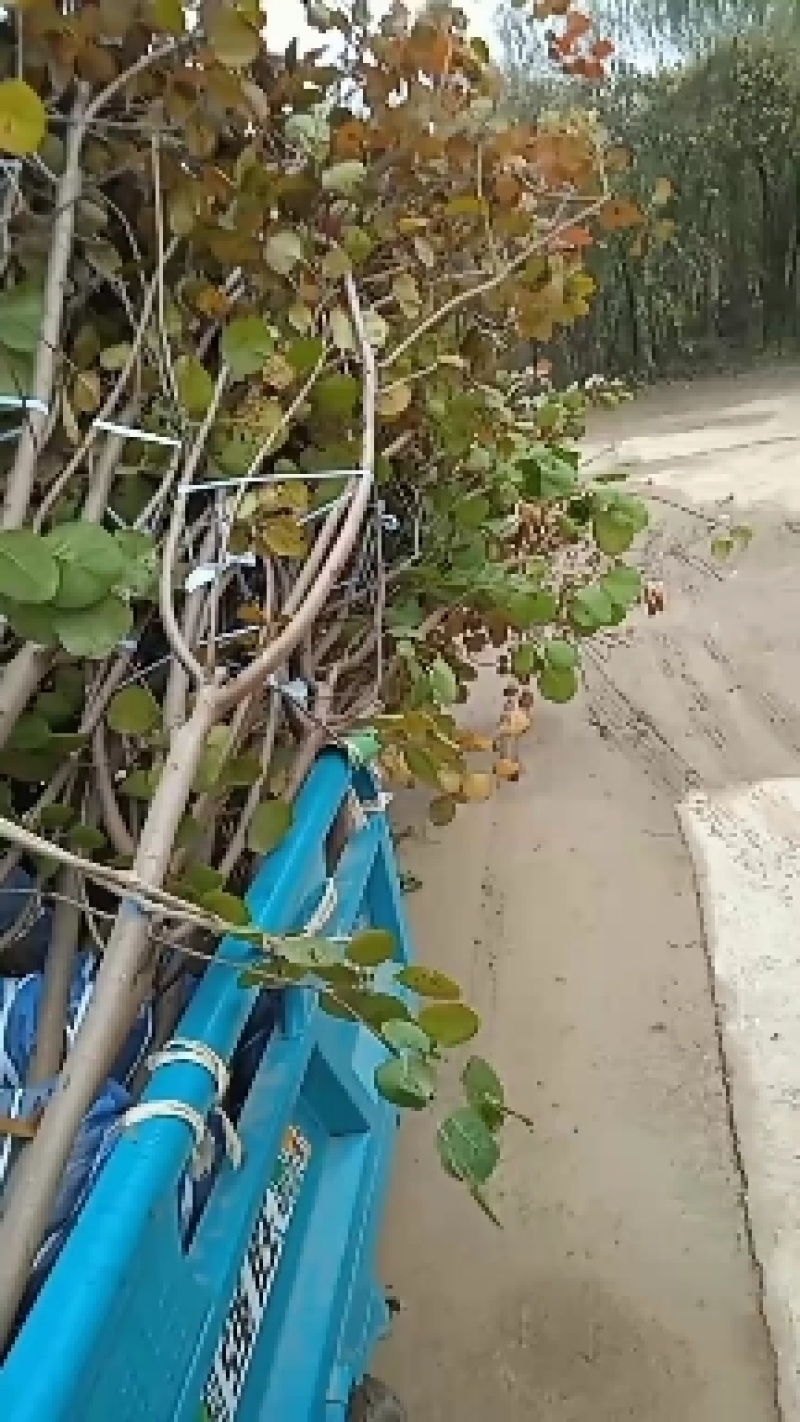 黄栌2公分0.5公分到15公分都有货，产地直发，易成活，