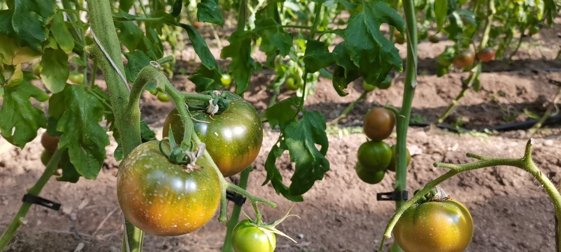 盐碱地大豆品种展示