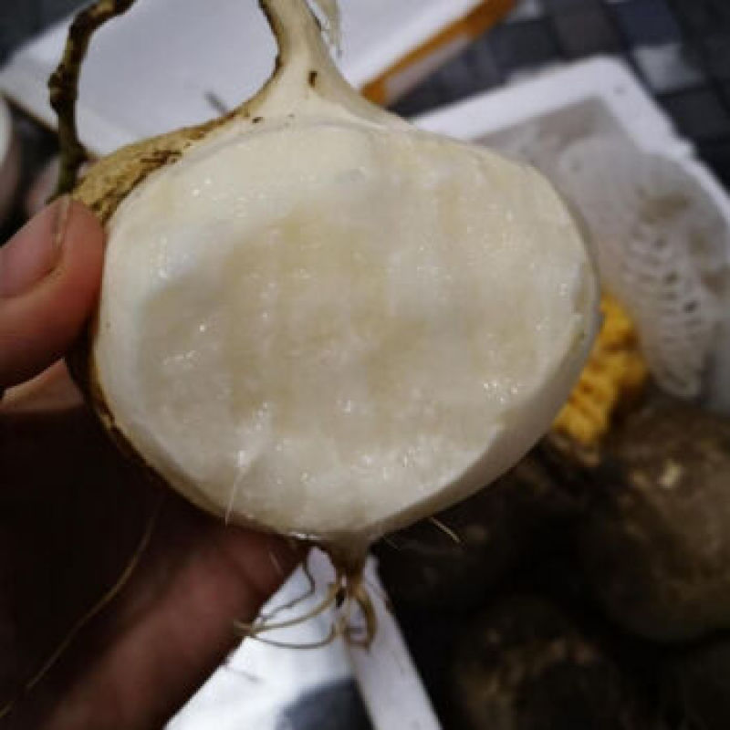 徐闻凉薯豆薯大量上市基地供应欢迎各位老板致电咨询