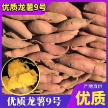 龙薯9号蜜薯九号电商养殖货红薯西瓜红加工厂紫薯