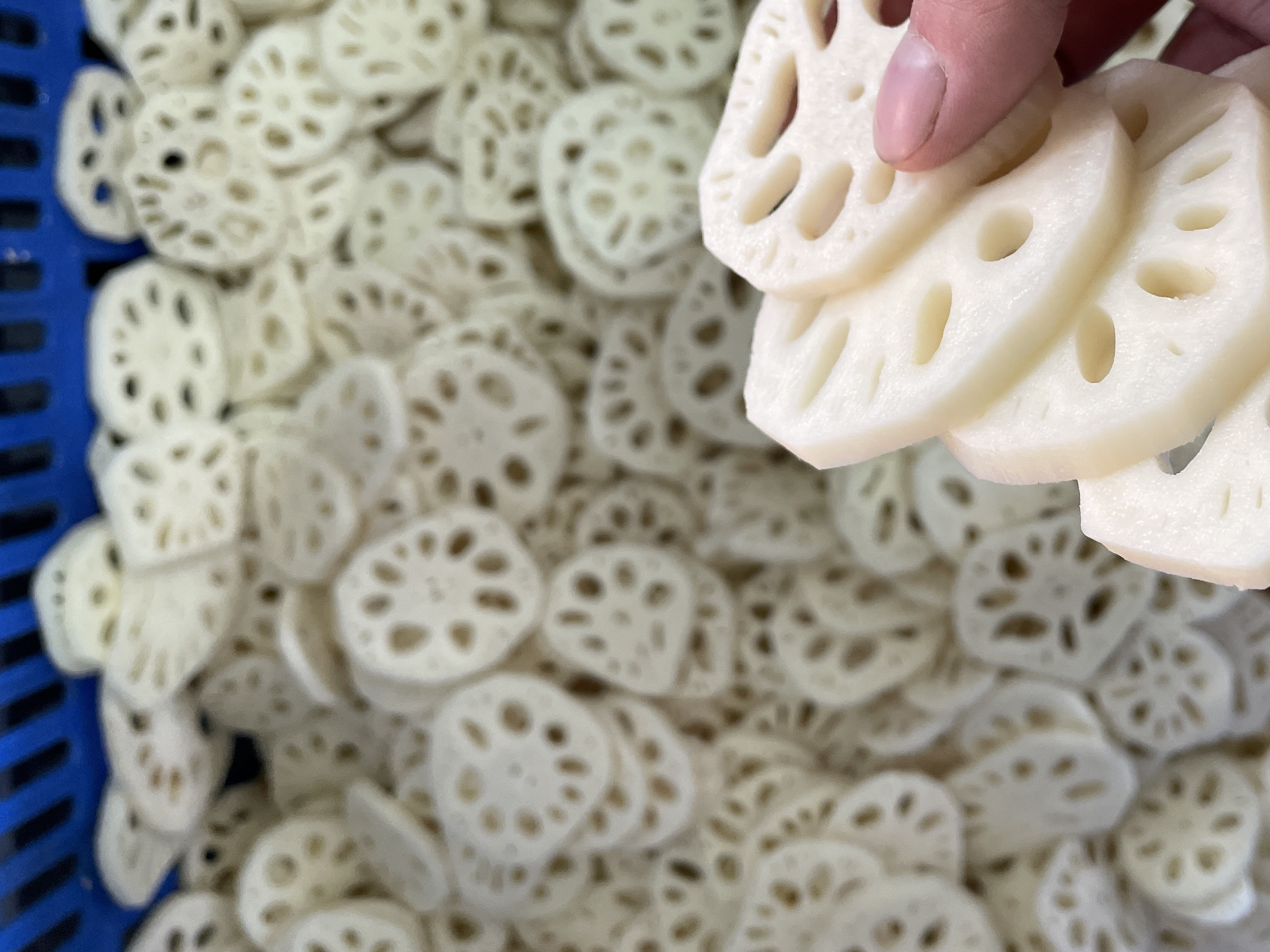 新鲜莲藕切片展示其内部结构和洁白质地 莲藕切片展示其内部孔洞结构