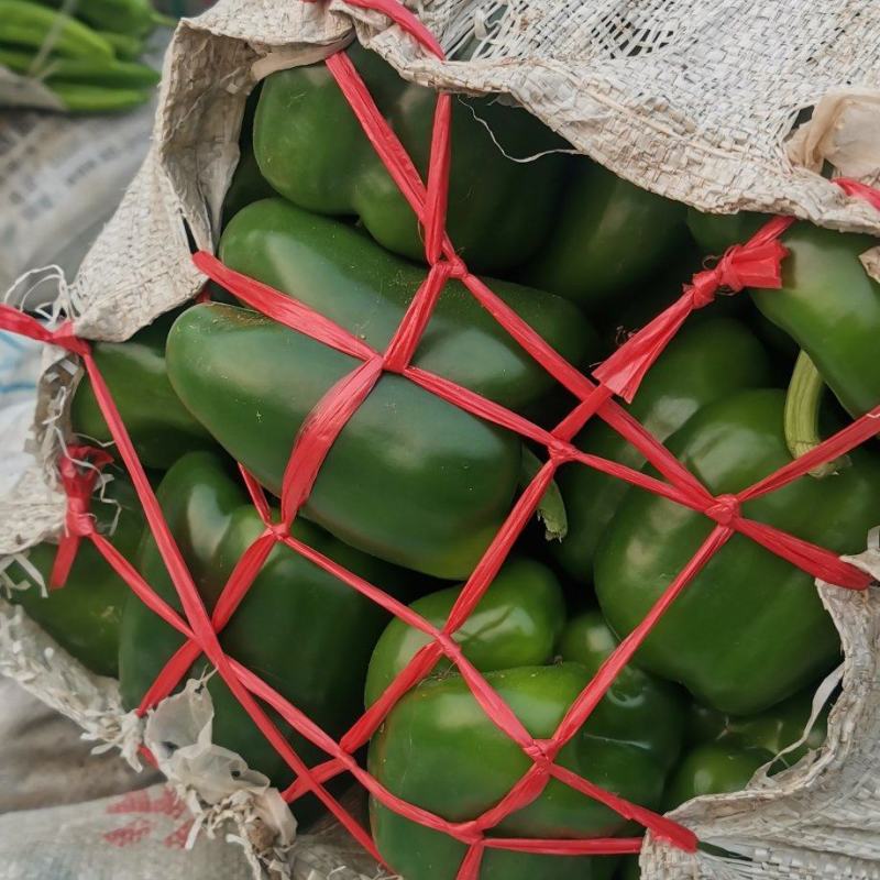 代办代发蔬菜茄子辣椒圆椒线椒龙椒泡椒麻辣椒菜花