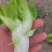 精品儿菜菜丫子大量有货价格不高几毛几毛需要的来