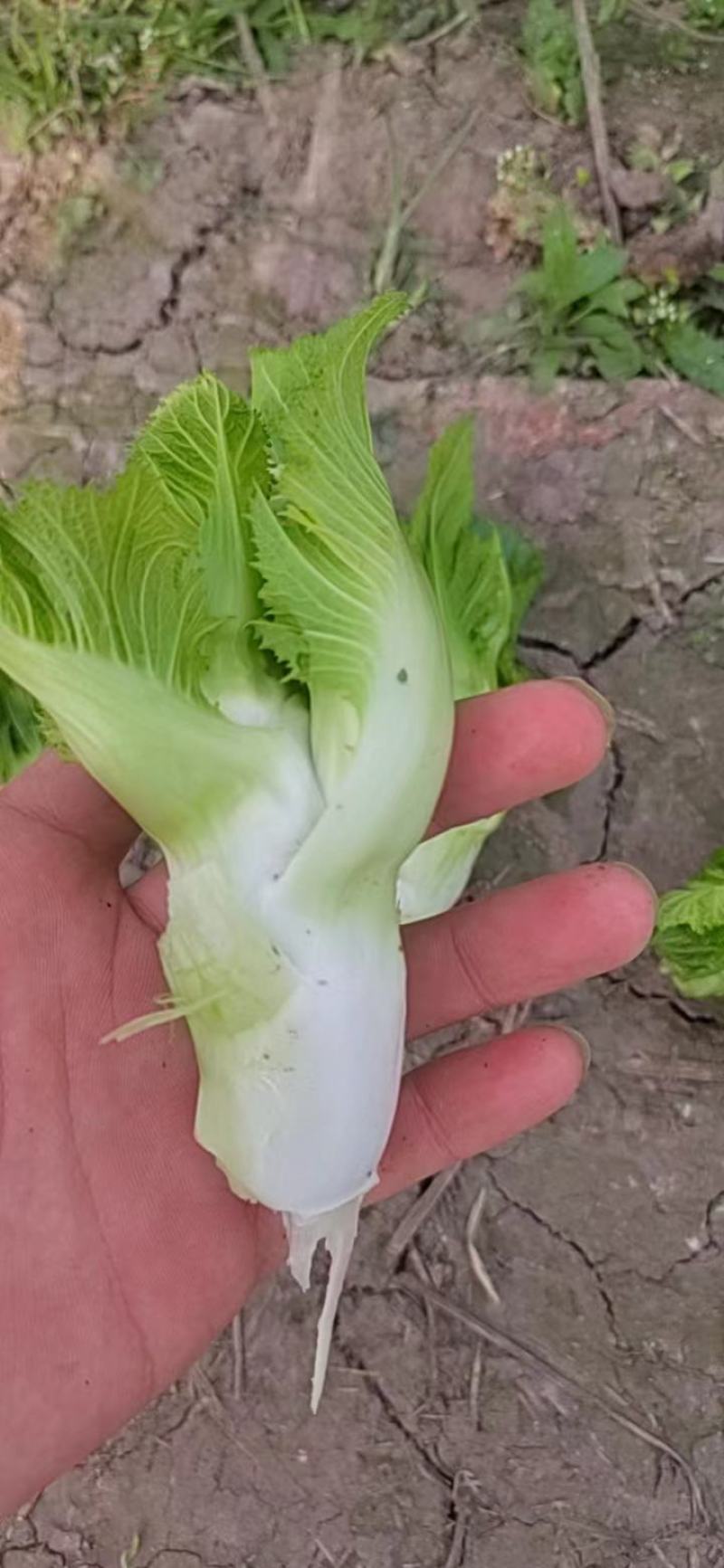 精品儿菜菜丫子大量有货价格不高几毛几毛需要的来