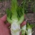 精品儿菜菜丫子大量有货价格不高几毛几毛需要的来