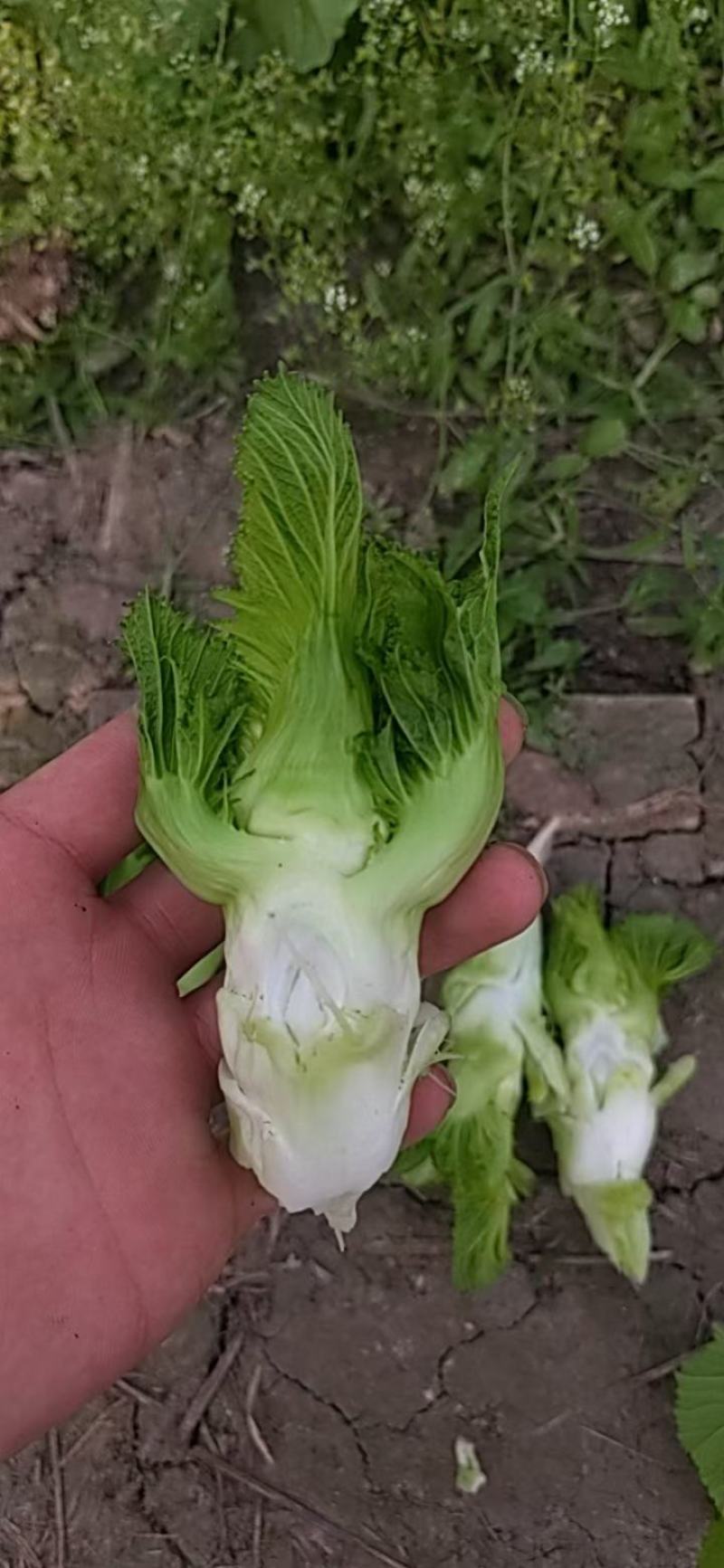精品儿菜菜丫子大量有货价格不高几毛几毛需要的来