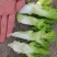 精品儿菜菜丫子大量有货价格不高几毛几毛需要的来