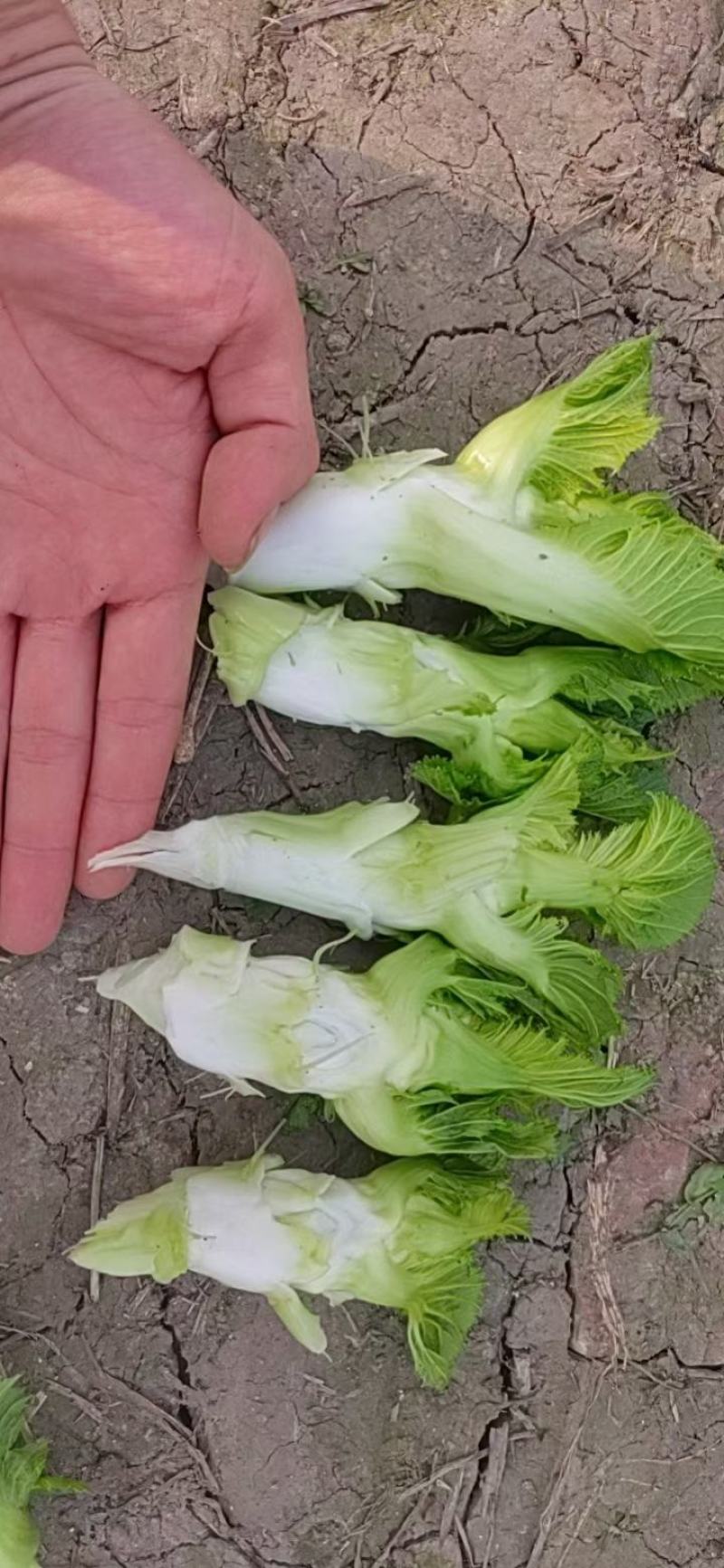 精品儿菜菜丫子大量有货价格不高几毛几毛需要的来