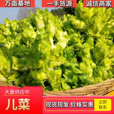 安徽精品儿菜万亩基地一手货源保质保量协助找车价格便宜