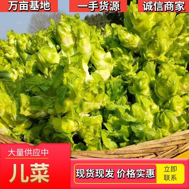 安徽精品儿菜万亩基地一手货源保质保量协助找车价格便宜