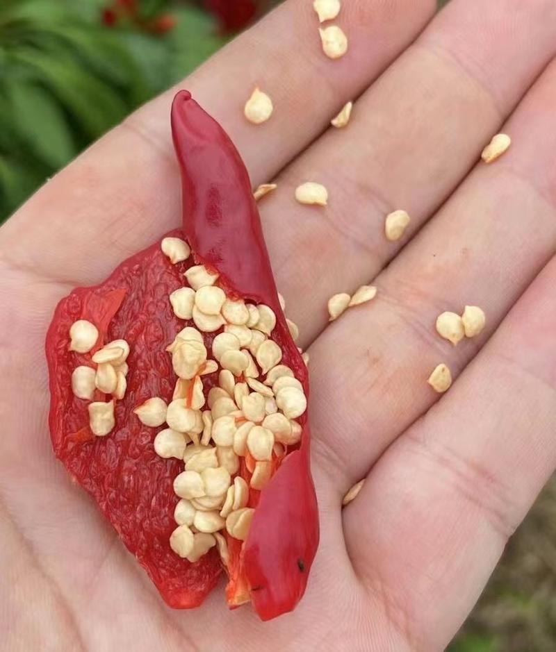 鼎顶红5号朝天椒种子大果籽粒多饱满坐果的果实脱水快8厘米