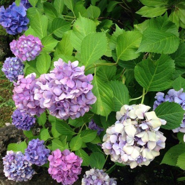 绣球花