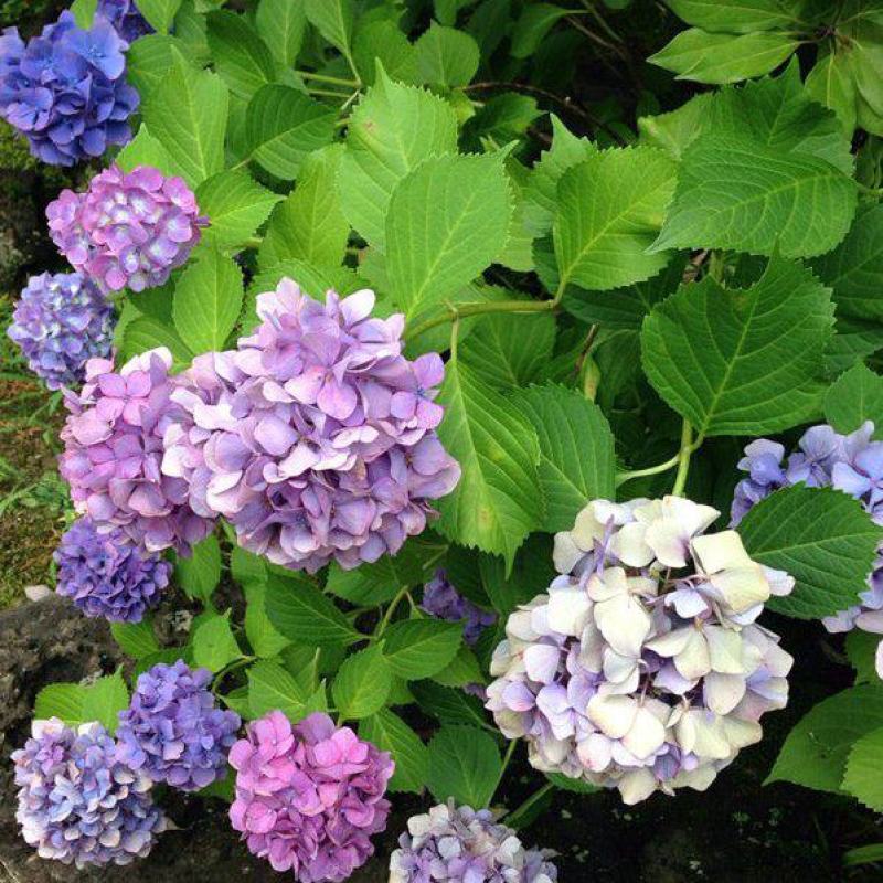 绣球花