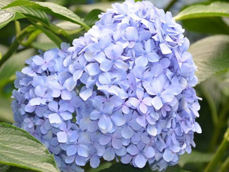 绣球花