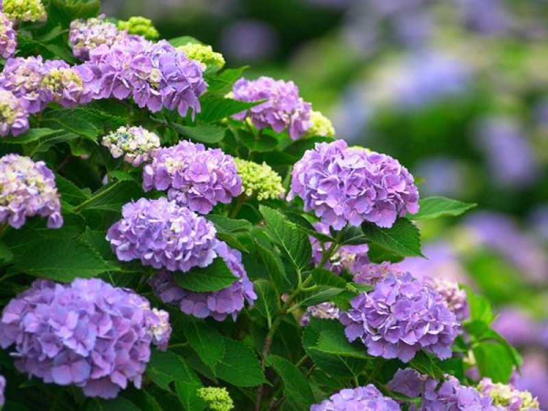 绣球花