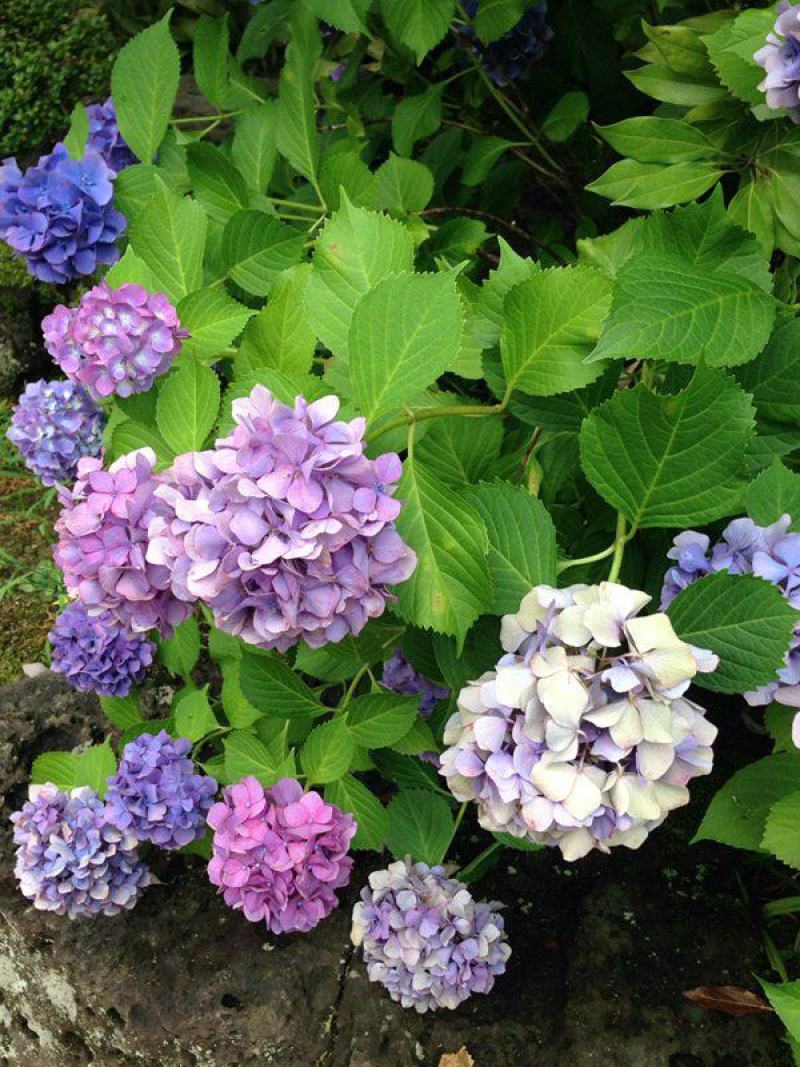 绣球花