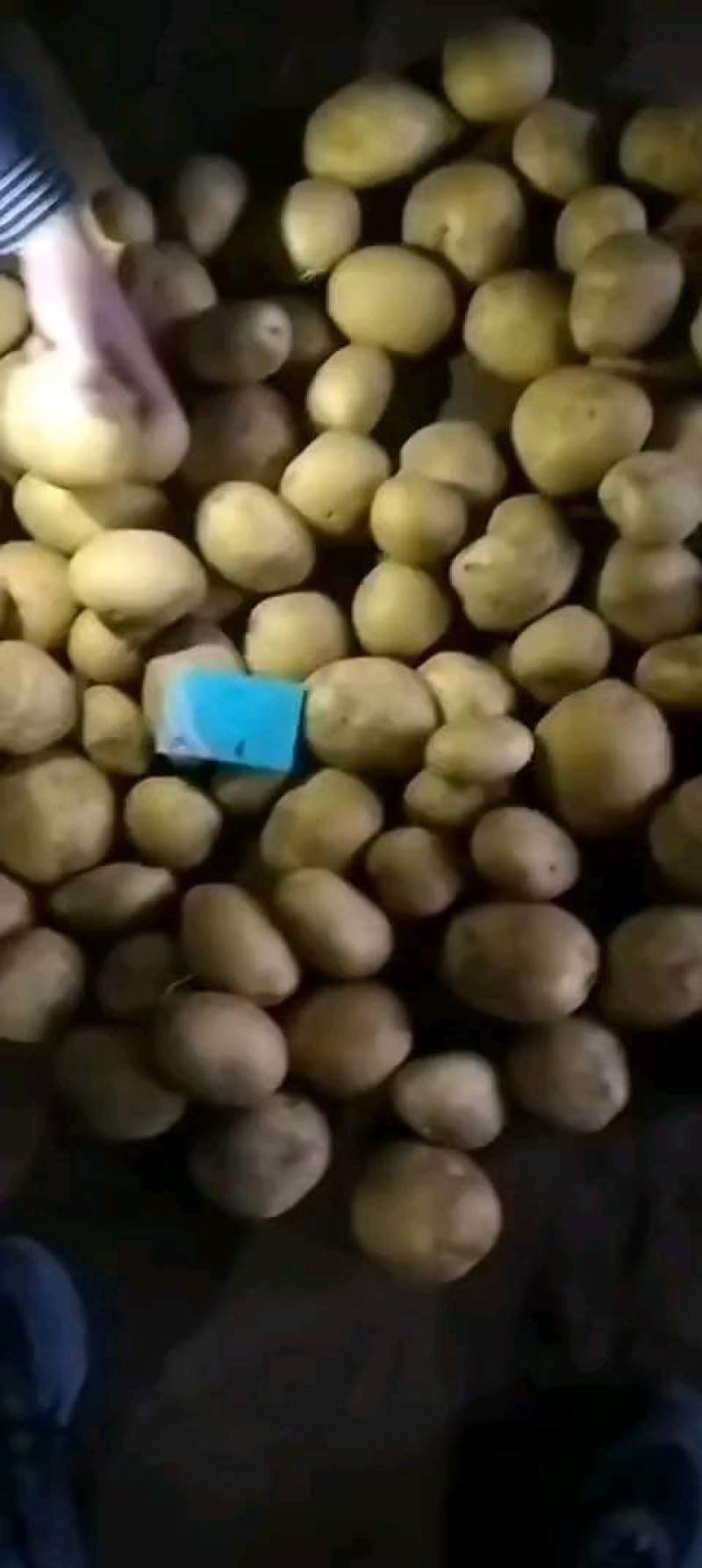 大家好，北京大兴区西红门土豆种子公司，土豆种子品种多，