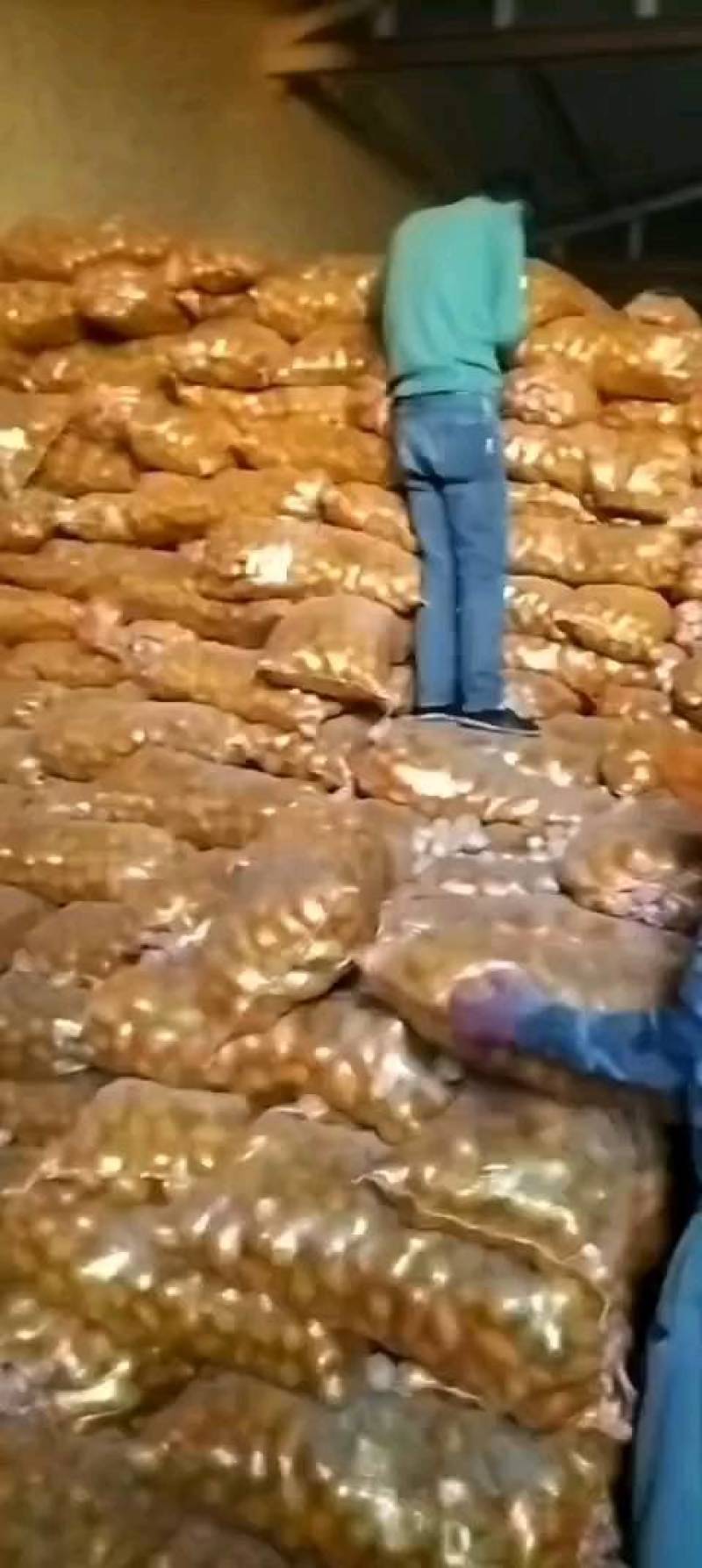大家好，北京大兴区西红门土豆种子公司，土豆种子品种多，