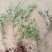珍珠绣线菊