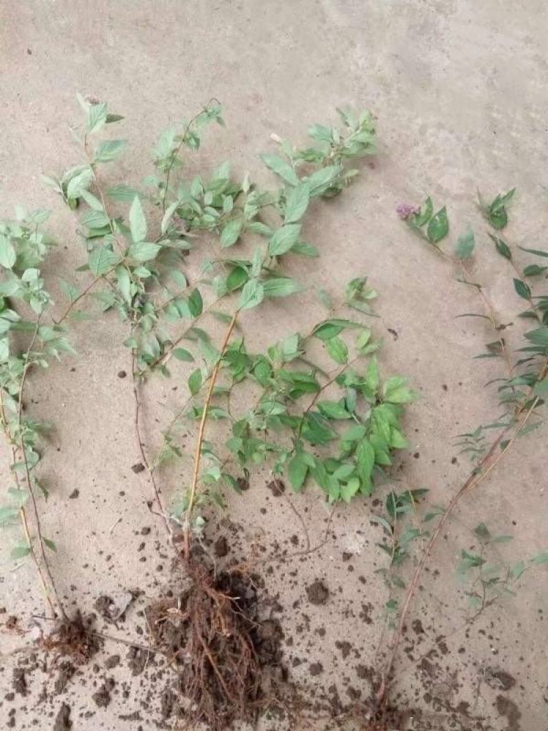 珍珠绣线菊