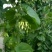 夜香花