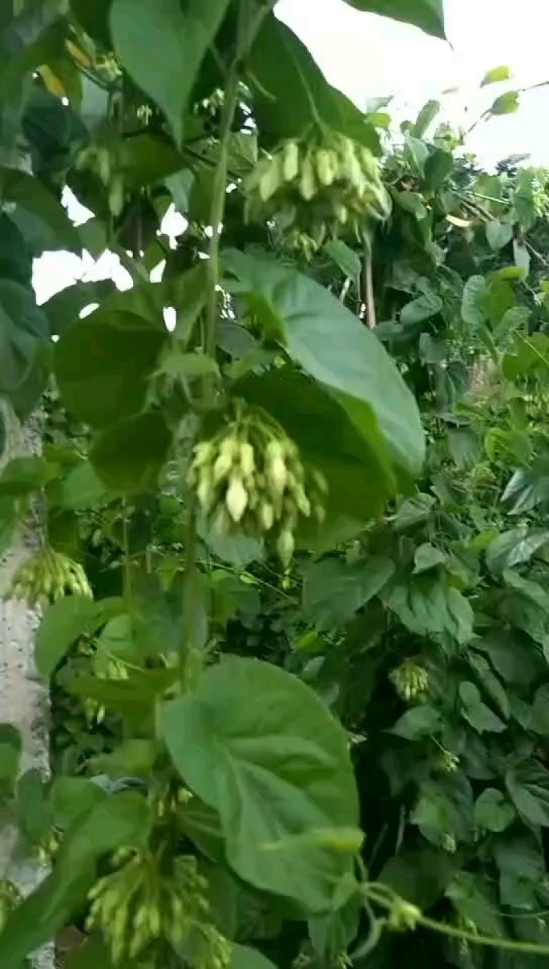 夜香花