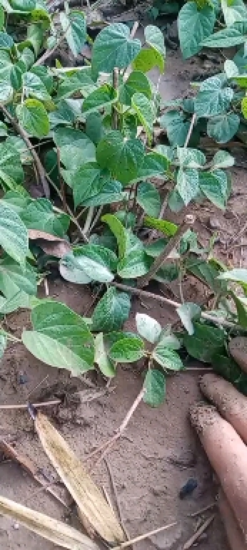 夜香花
