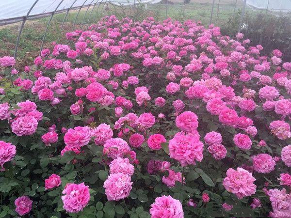 粉红和平月季种植基地