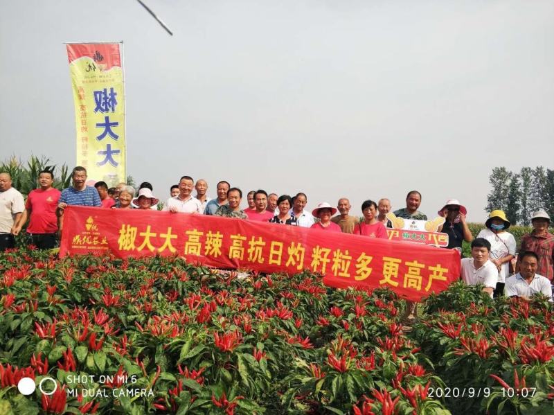 鼎顶红5号朝天椒种子大果籽粒多饱满坐果的果实脱水快8厘米